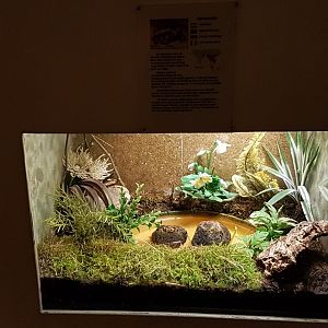 Enclosure Asian painted frog