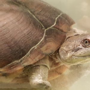 Adanson's mud turtle