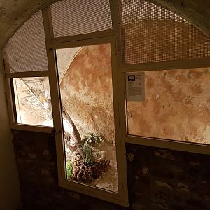 Cellar - Blue-tongued skink-enclosure