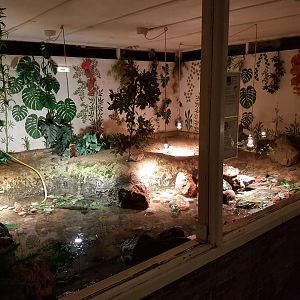 Cellar - Snapping and Alligator snapping turtle-enclosure