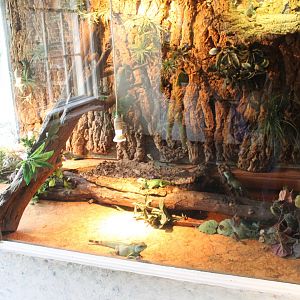 Enclosure Green water dragon