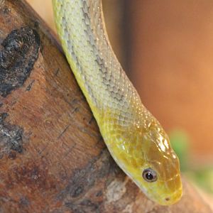 Yellow ratsnake