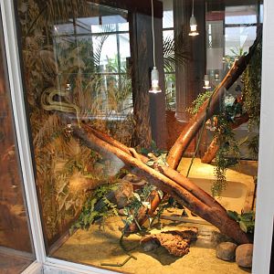 Enclosure Yellow ratsnake