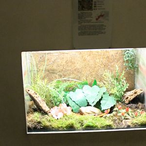Enclosure Natterjack toad