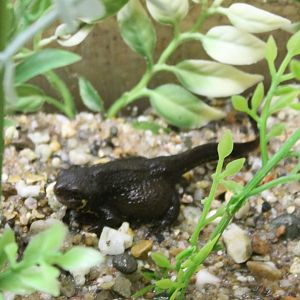 Fire-bellied newt