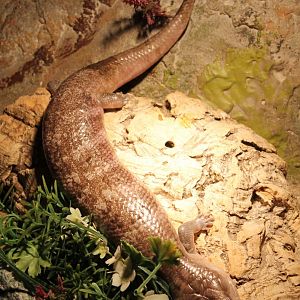 Blue-tongued skink