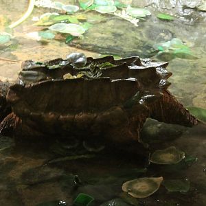 Alligator snapping turtle