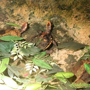 Western twist-neck turtles