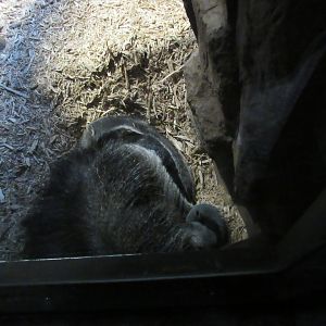 Giant Anteater, The RainForest, Cleveland Metroparks Zoo