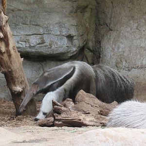 Giant Anteater, The RainForest, Cleveland Metroparks Zoo