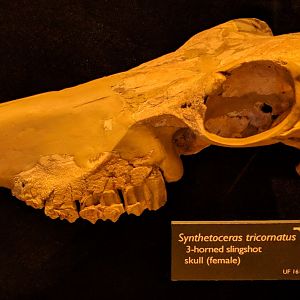 Synthetoceras tricornatus