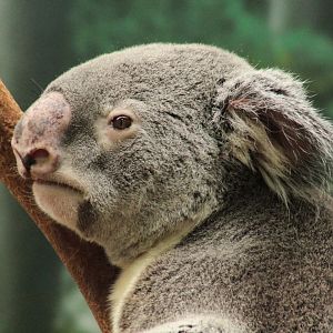 Mar. 2018 - Australian Adventure - Koala