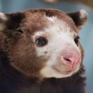 Mar. 2018 - Australian Adventure - Matschie's Tree Kangaroo