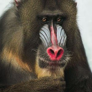 Mar. 2018 - Primates, Cats & Aquatics - Mandrill