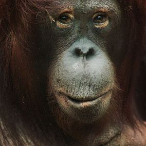 Mar. 2018 - The RainForest - Bornean Orangutan - Kera Wak