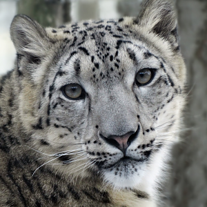 Mar. 2018 - Primates, Cats, & Aquatics - Snow Leopard