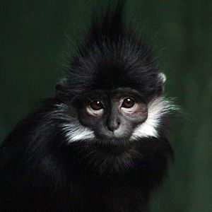 Mar. 2018 - The RainForest - Francois' Langur