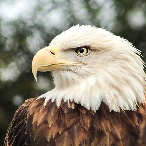Mar. 2018 - Wilderness Trek - Bald Eagle