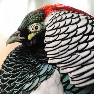 Mar. 2018 - Wilderness Trek - Lady Amherst's Pheasant