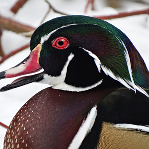 Mar. 2018 - Wilderness Trek - Wood Duck