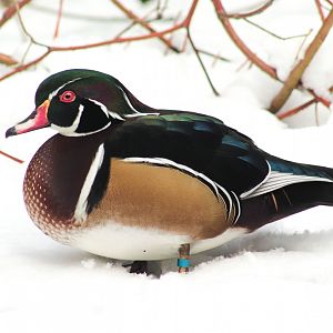Mar. 2018 - Wilderness Trek - Wood Duck