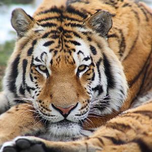 Mar. 2018 - Wilderness Trek - Tiger Passage - Amur Tiger