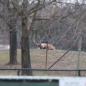 Deer in Eurasia - Dec 2012