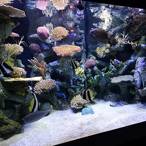 Mar. 2018 - Primates, Cats & Aquatics - Indo-Pacific Tank (9+ Species)