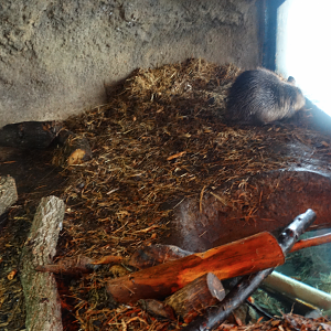 Mar. 2018 - Wilderness Trek - Beaver Den