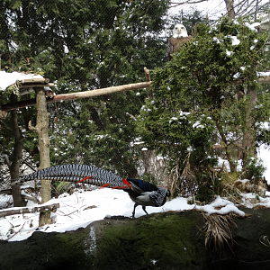 Mar. 2018 - Wilderness Trek - In the Wrong Exhibit!