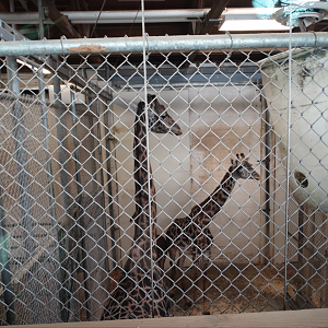 Mar. 2018 - African Savanna - Indoor Masai Giraffe Exhibit