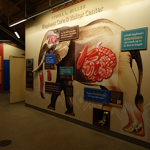 Mar. 2018 - African Elephant Crossing - Care Center Graphics