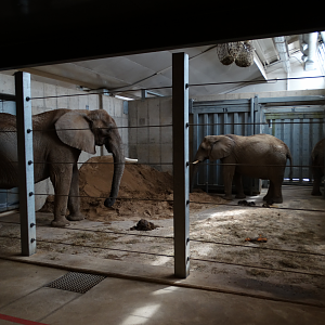 Mar. 2018 - African Elephant Crossing - Care Center - Indoor Elephant Exhibits (1 of 4)