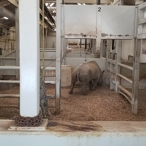 Mar. 2018 - African Savanna - Indoor Black Rhino Exhibit
