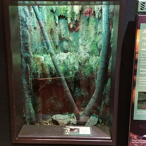 Mar. 2018 - The RainForest - Amazon Milk Frog Exhibit