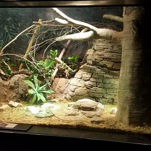 Mar. 2018 - The RainForest - Northern Spider Tortoise Exhibit