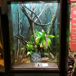 Mar. 2018 - The RainForest - Madagascar Leaf-tailed Gecko Exhibit