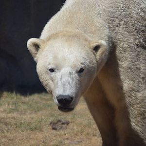 Ursus maritimus "Siku"