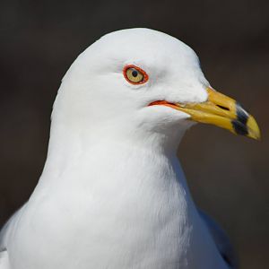 Wild Larus delawarensis