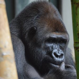 Gorilla gorilla gorilla