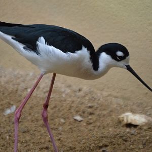 Himantopus mexicanus