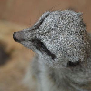 Suricata suricatta