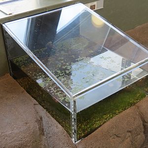 Bugarium - Aquatic Exhibit - Predacious Diving and Whirly-gig Beetles