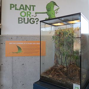 Bugarium - Celebes Leaf Insect Exhibit