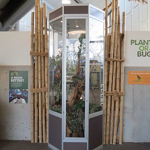 Bugarium - 5 Stick Insect Species Exhibit