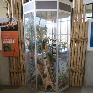 Bugarium - 5 Stick Insect Species Exhibit