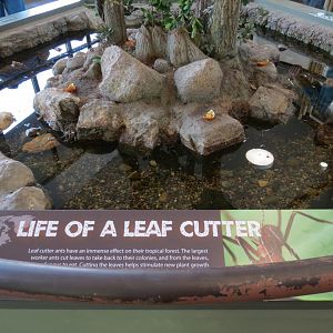 Bugarium - Leaf Cutter Ant Exhibit Tree