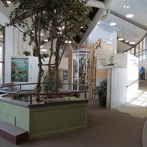 Bugarium - Leaf Cutter Ant Exhibit Tree