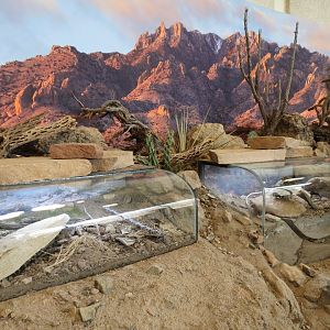 Bugarium - 2 Chihuahuan Desert Exhibits