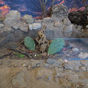 Bugarium - Chihuahuan Desert Exhibit